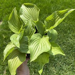 1Gal. Hosta Plantaginea - LARGE w/Green Shiny Leaves