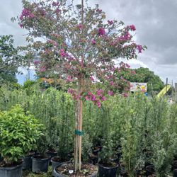 Bougainvillea Tree On Sale Now $350