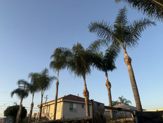 Garden and pruning
