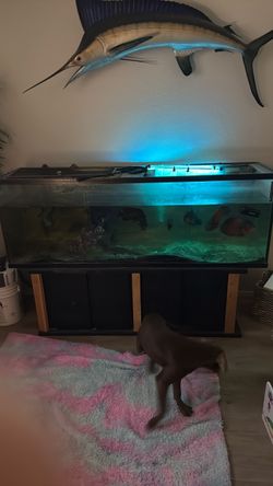 125 gallon fish tank