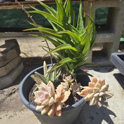 Plants