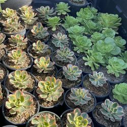Aeonium Sunburst & Salad Bowl 