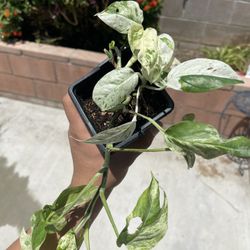 Indoor Plant 4in albo epipremnum