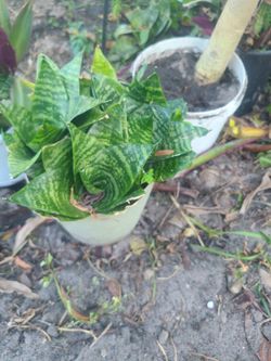 Garden Plant 