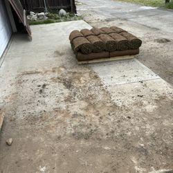 Sod Fescue 