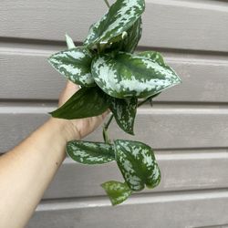 4” Scindapsus Queen (not Exótica)