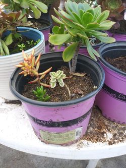Succulents plants 1 big 1 small and 7 med