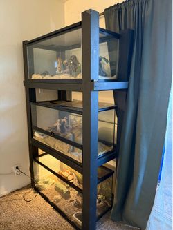 Reptile rack