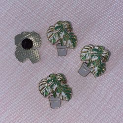 Monstera Albo
