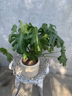 Monstera Plant 