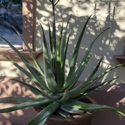Aloe Vera Plant large vase