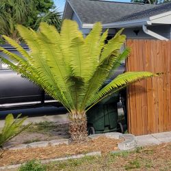 Dioon Cycad  