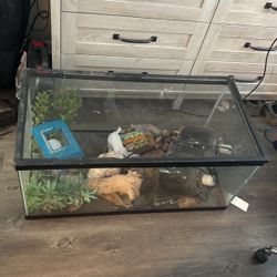Lizard Aquarium 