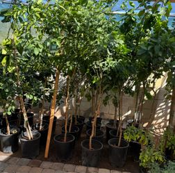 Lisbon Lemon 🍋 And Mexican Lime 🍋‍🟩 Trees In 5 Gallón 5F The Tall $60 Each Price Firm