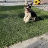Samantha