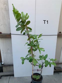 T1- Thai White Guava Tree