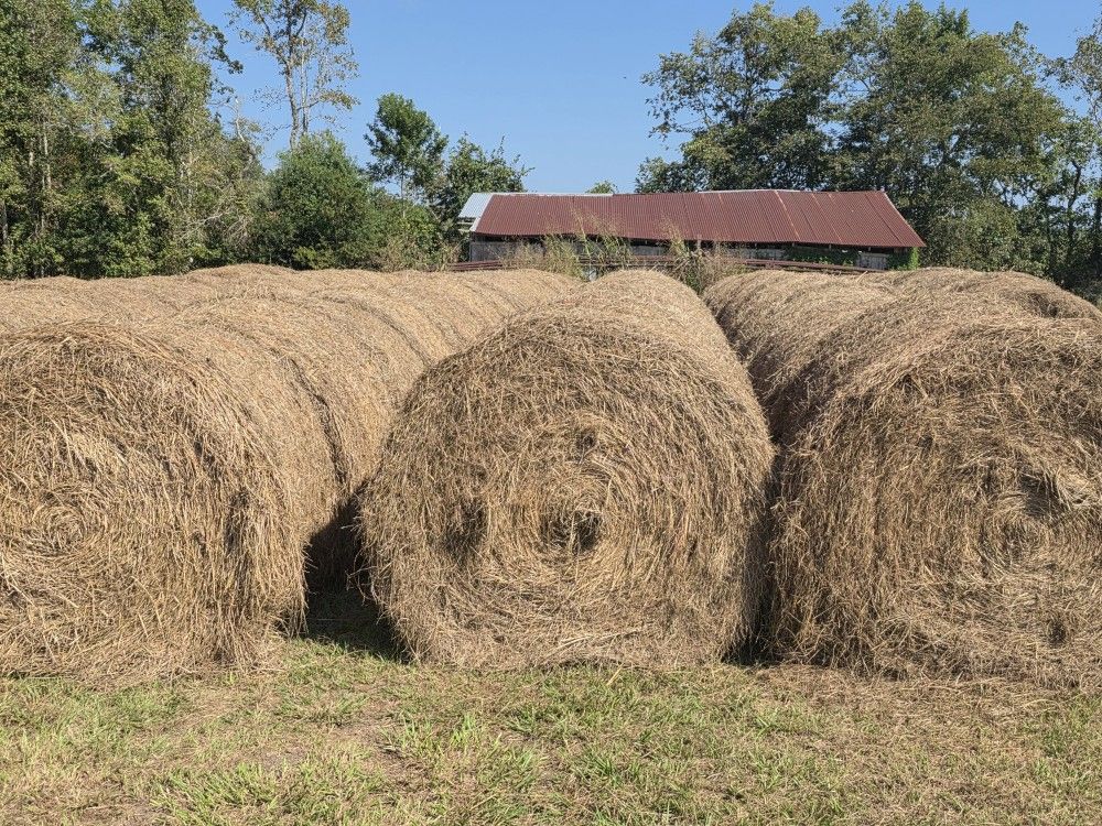 Bahia 4x5 Round Bales Baled Sept 2025