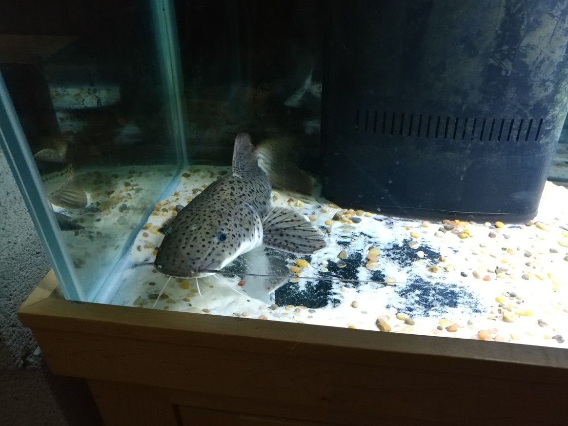 14" tiger shovelnose red tail catfish hybrid
