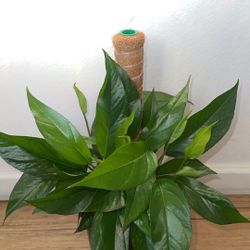 BALTIC BLUE POTHOS In A 1gallon Pot 