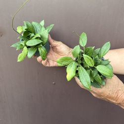 4” Hoya Fitchii