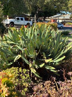 Succulent