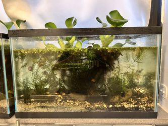 10 Gallon Glass Tank