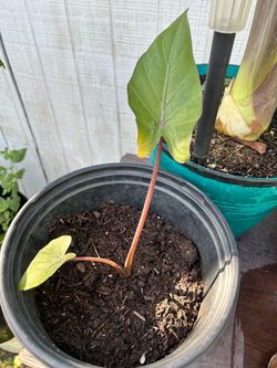 Elephant Ear plant
