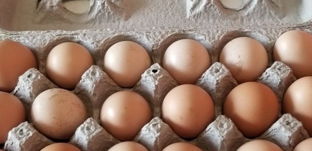 Organic Eggs
