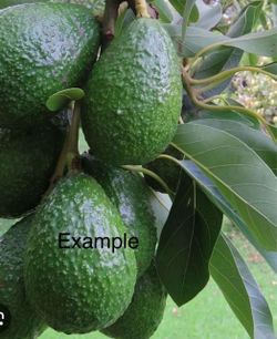 / Avocado Tree 🥑 Arbol De Aguacate
