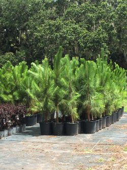 Pine Trees 3-4Ft