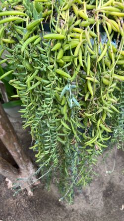 String Of Bananas 