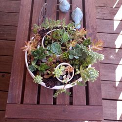 Succulents Bowl