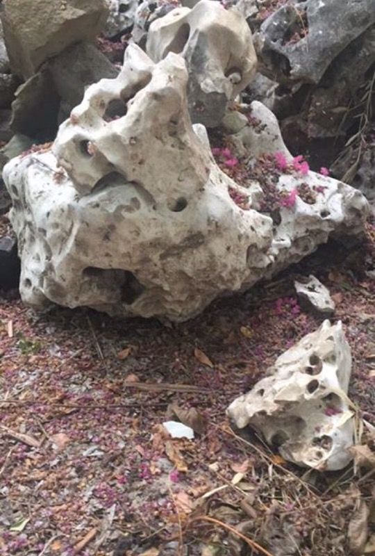 Texas "holey" rock