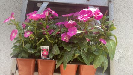 Pink Flowers 3 Flats Of 6 