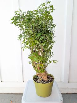 Aralia Ming Stump Plant 6" Pot - Indoor House Plants