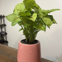 Syngonium “Berry Allusion.”