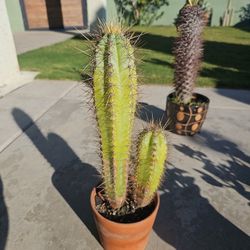 Cactus with terra cota pot