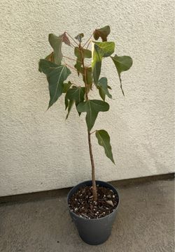 Australian Bottle Tree