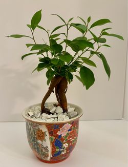 Ficus ginseng bonsai in 5 1/2” ceramic pot