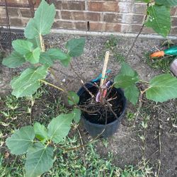 Organic Purple Fig 