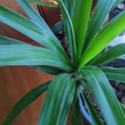 Yucca Plant ( Inside - Outside) 