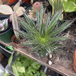 Agave queen of the white