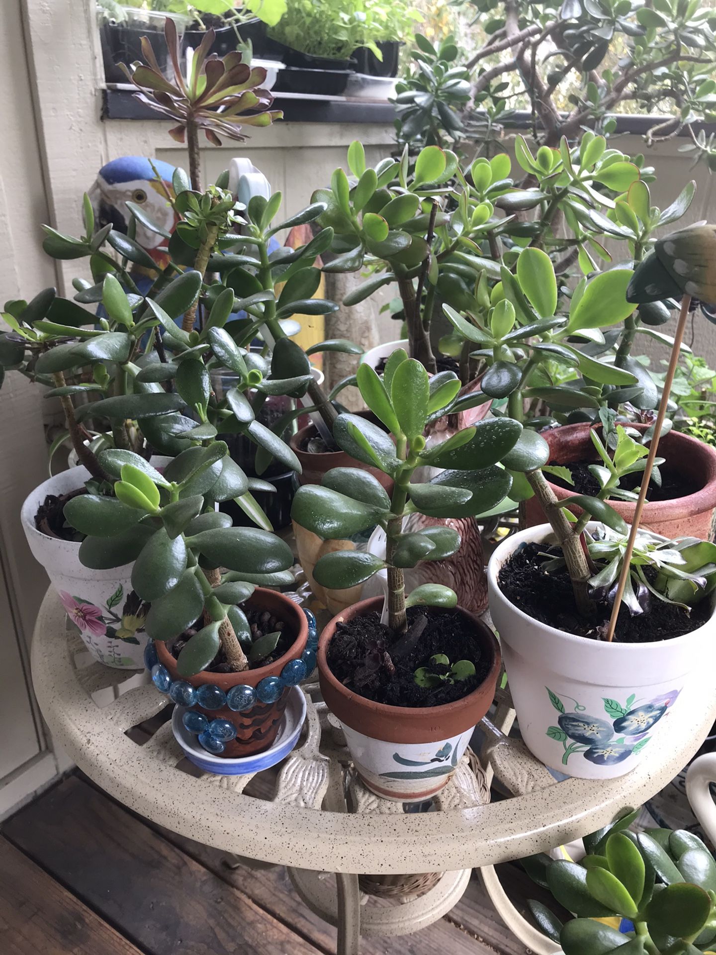 Sale JADE Succulent Party