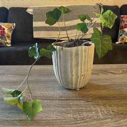 Trailing Ivy In Cement Pot 