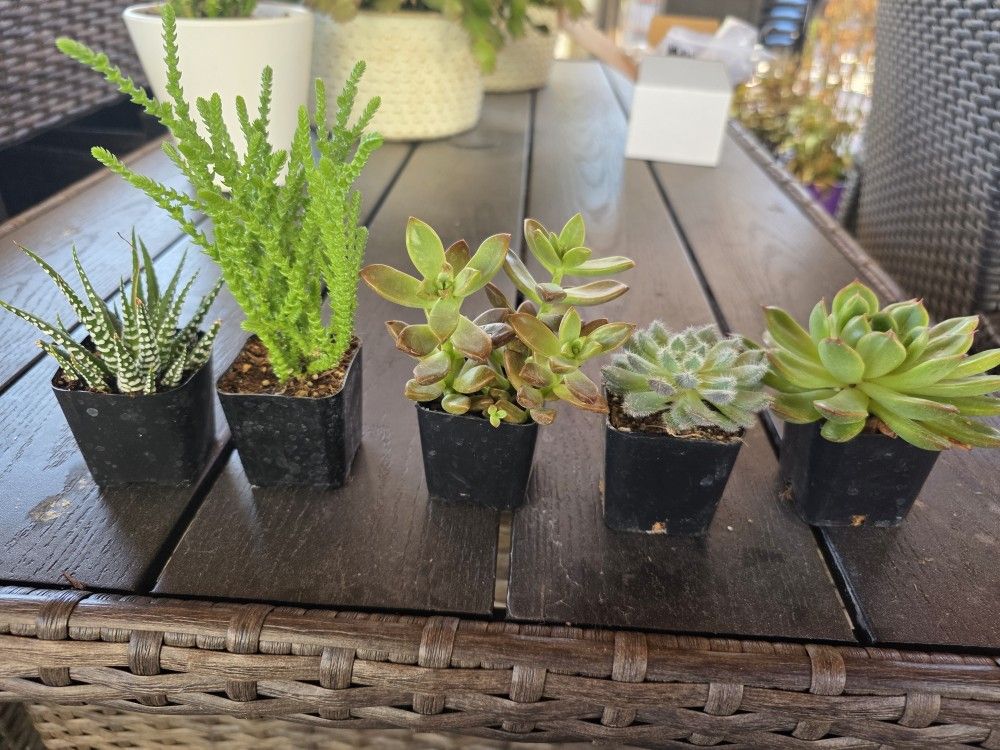 Set of 5 Succulents in 2" pots