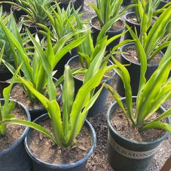 Agaves