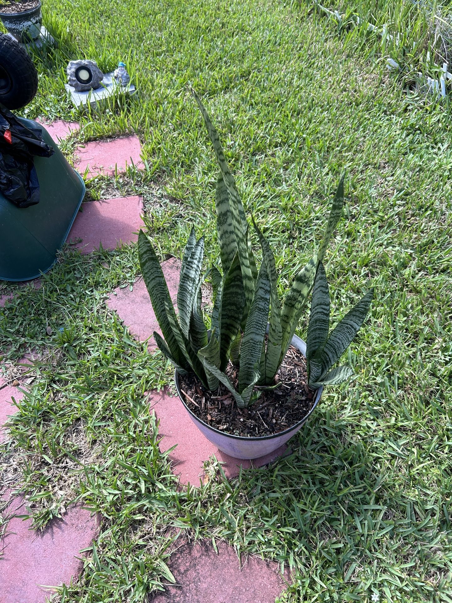 Snake Plant 