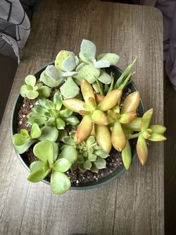Succulents