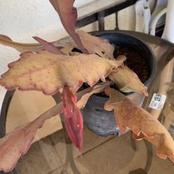 Epiphyllum Hoa Quỳnh 15$