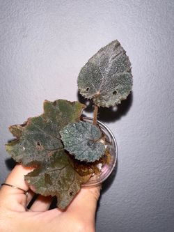 Begonia U485